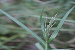 Digitaria setigera